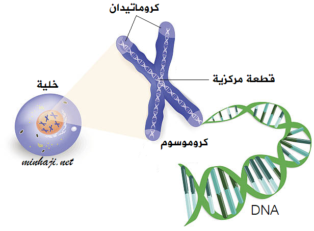 تركيب DNA
